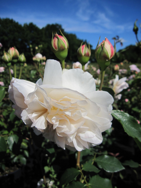 Englische Rose Lichfield Angel2